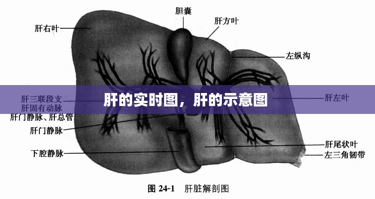 肝的实时图，肝的示意图 