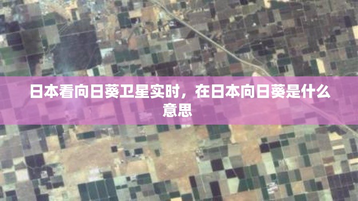 日本看向日葵卫星实时，在日本向日葵是什么意思 