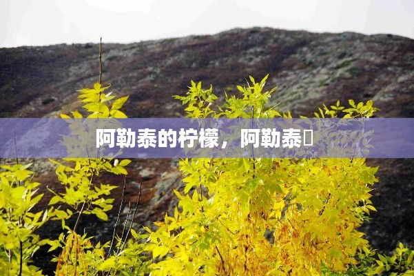 阿勒泰的柠檬，阿勒泰鱥 