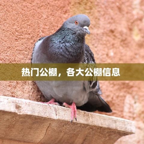 热门公棚，各大公棚信息 