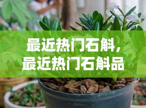 最近热门石斛，最近热门石斛品牌 