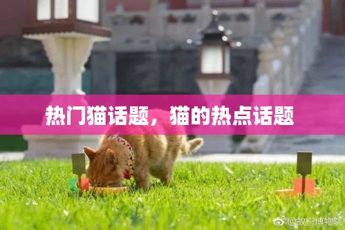 热门猫话题，猫的热点话题 