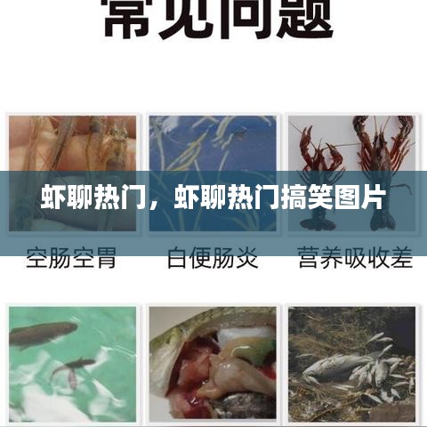 虾聊热门，虾聊热门搞笑图片 