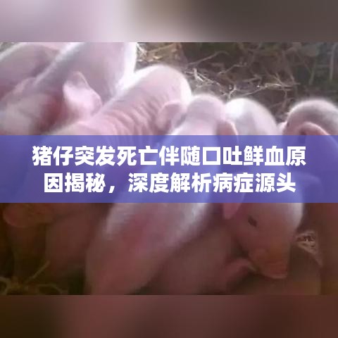 猪仔突发死亡伴随口吐鲜血原因揭秘，深度解析病症源头