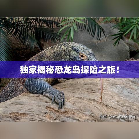 独家揭秘恐龙岛探险之旅！