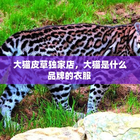 大猫皮草独家店，大猫是什么品牌的衣服 