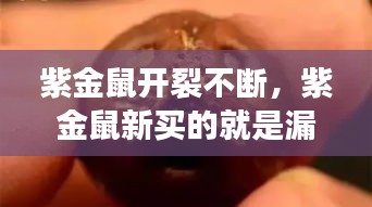 紫金鼠开裂不断，紫金鼠新买的就是漏的 