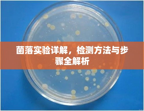 菌落实验详解，检测方法与步骤全解析