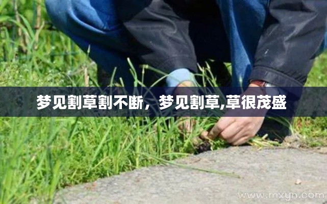 梦见割草割不断，梦见割草,草很茂盛 