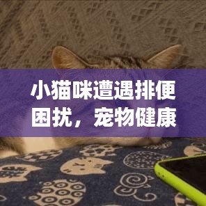 小猫咪遭遇排便困扰，宠物健康小问题与解决策略
