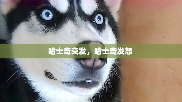 哈士奇突发，哈士奇发怒 