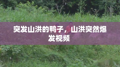 突发山洪的鸭子，山洪突然爆发视频 