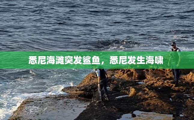 悉尼海滩突发鲨鱼，悉尼发生海啸 