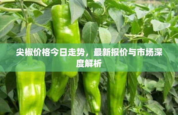 尖椒价格今日走势，最新报价与市场深度解析