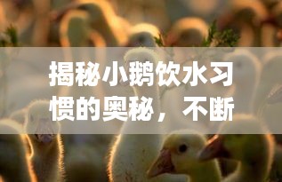 揭秘小鹅饮水习惯的奥秘，不断水是真的吗？