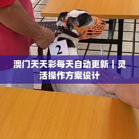 澳门天天彩每天自动更新｜灵活操作方案设计