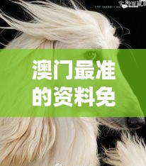 澳门最准的资料免费公开：狗、龙、马、鸡，免费公开