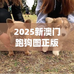 2025新澳门跑狗图正版免费：互动体验版，犬迷必备