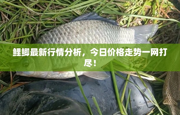 鲤鲫最新行情分析，今日价格走势一网打尽！