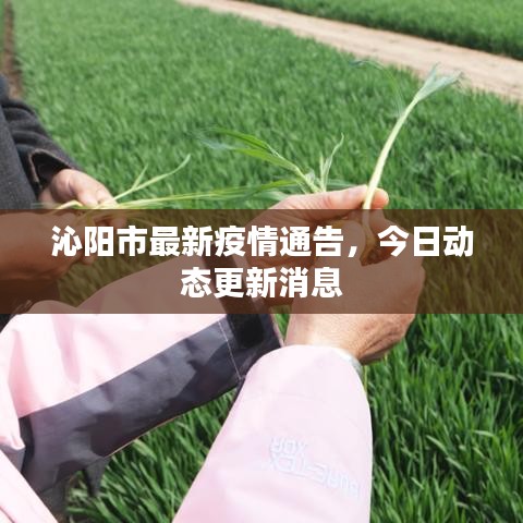 沁阳市最新疫情通告，今日动态更新消息