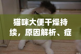猫咪大便干燥持续，原因解析、症状表现及应对方案