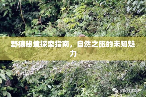 野猿秘境探索指南，自然之旅的未知魅力