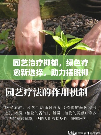 园艺治疗抑郁，绿色疗愈新选择，助力摆脱抑郁阴霾
