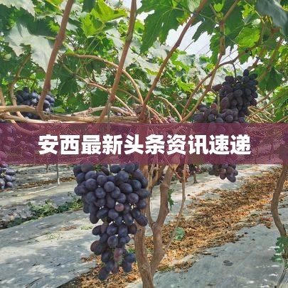 安西最新头条资讯速递