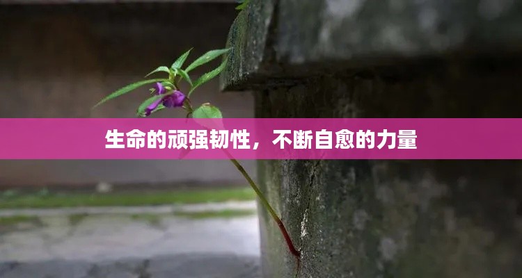 生命的顽强韧性，不断自愈的力量