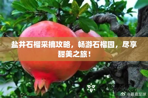 盐井石榴采摘攻略，畅游石榴园，尽享甜美之旅！