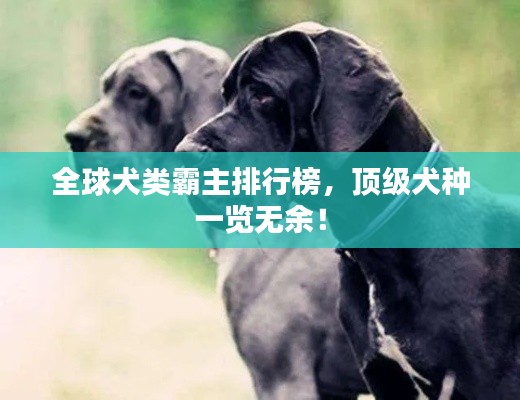全球犬类霸主排行榜，顶级犬种一览无余！