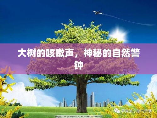 大树的咳嗽声，神秘的自然警钟