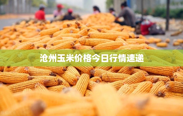 沧州玉米价格今日行情速递