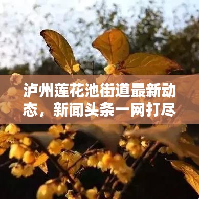 泸州莲花池街道最新动态，新闻头条一网打尽！