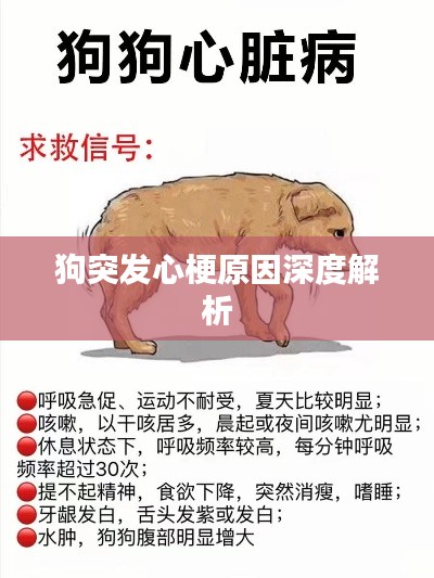狗突发心梗原因深度解析