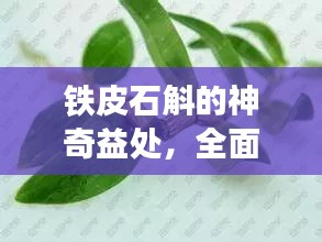 铁皮石斛的神奇益处，全面解读草本精华的功效