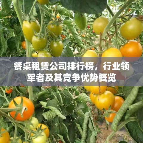 餐桌租赁公司排行榜，行业领军者及其竞争优势概览