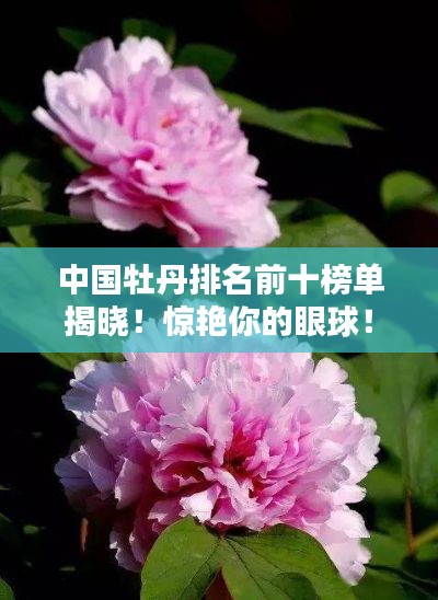 中国牡丹排名前十榜单揭晓！惊艳你的眼球！