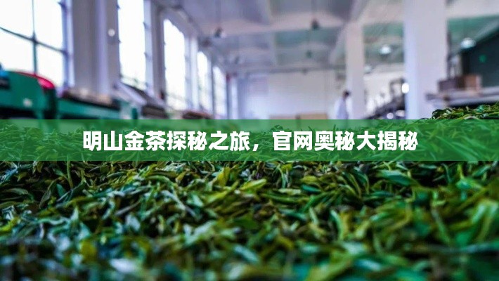 明山金茶探秘之旅，官网奥秘大揭秘