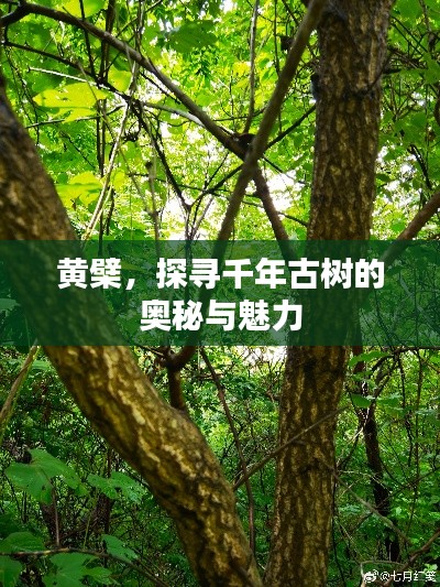 黄檗，探寻千年古树的奥秘与魅力