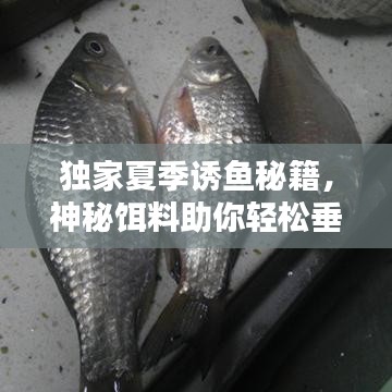 独家夏季诱鱼秘籍，神秘饵料助你轻松垂钓！