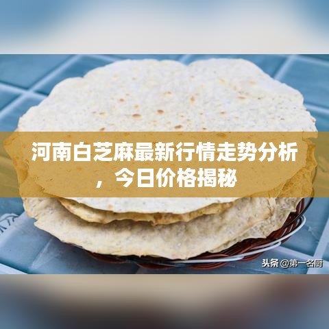 河南白芝麻最新行情走势分析，今日价格揭秘