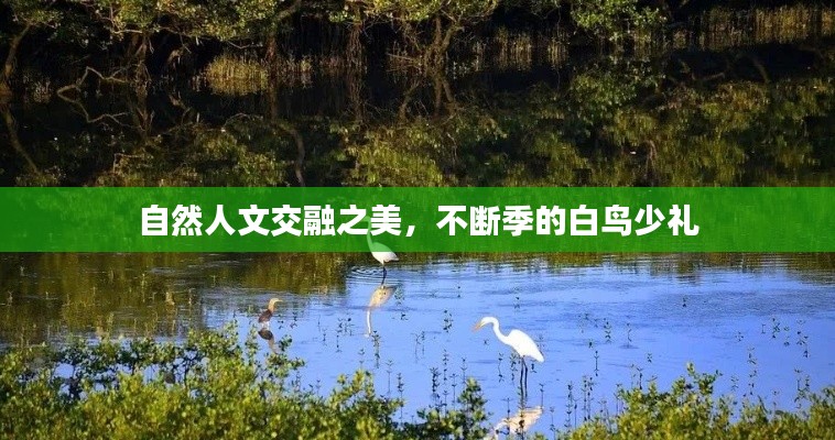 自然人文交融之美，不断季的白鸟少礼