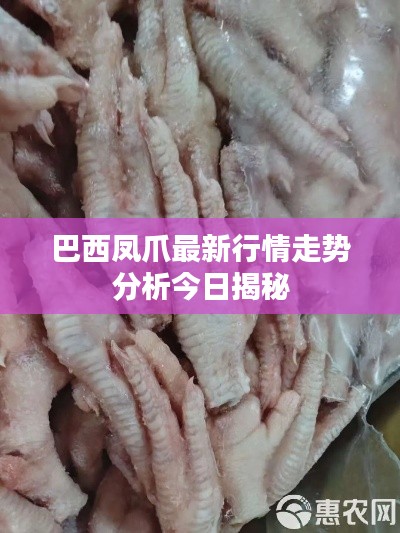 巴西凤爪最新行情走势分析今日揭秘