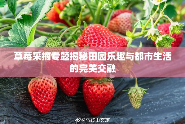 草莓采摘专题揭秘田园乐趣与都市生活的完美交融