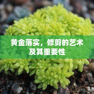 黄金落实，修剪的艺术及其重要性