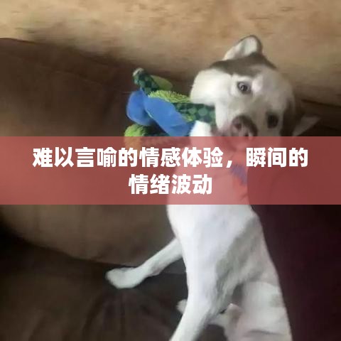 难以言喻的情感体验，瞬间的情绪波动