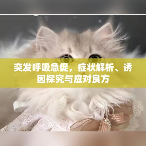 突发呼吸急促，症状解析、诱因探究与应对良方