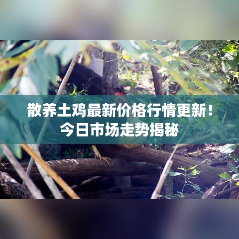 散养土鸡最新价格行情更新！今日市场走势揭秘