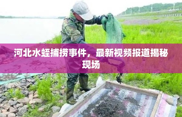 河北水蛭捕捞事件，最新视频报道揭秘现场